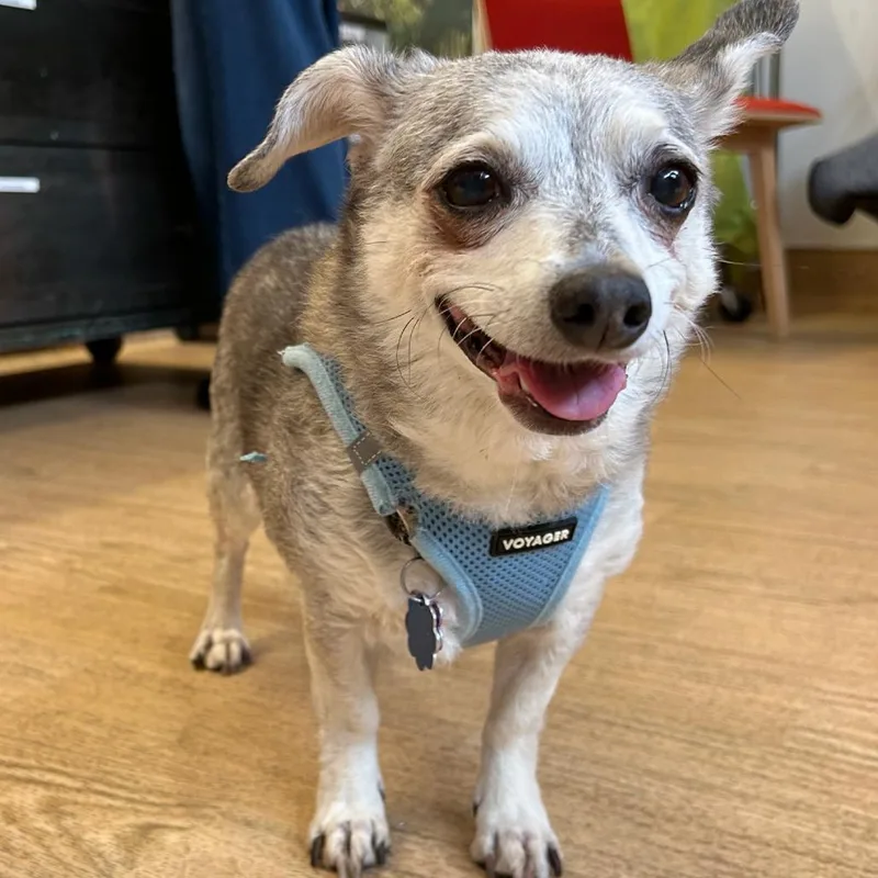 A senior small-sized male Gray / Blue / Silver Chihuahua dog named Rudy for adoption in San Francisco, CA