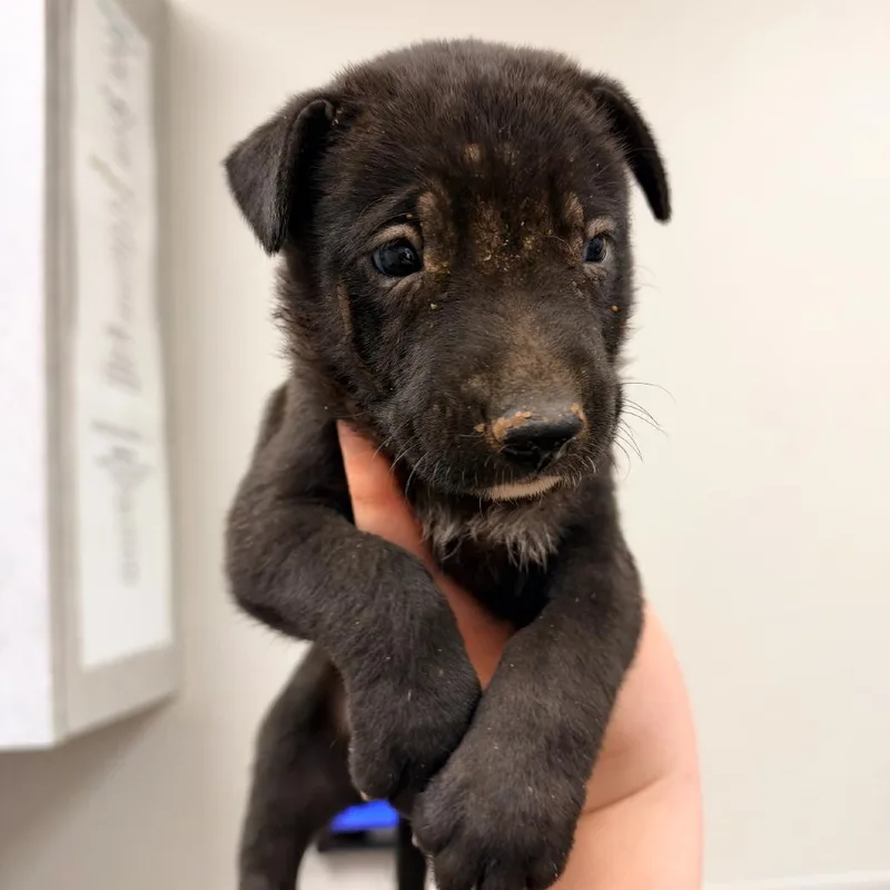 A baby medium-sized female Black Mixed Breed dog named Lucy Van Pelt for adoption in Columbiana, AL