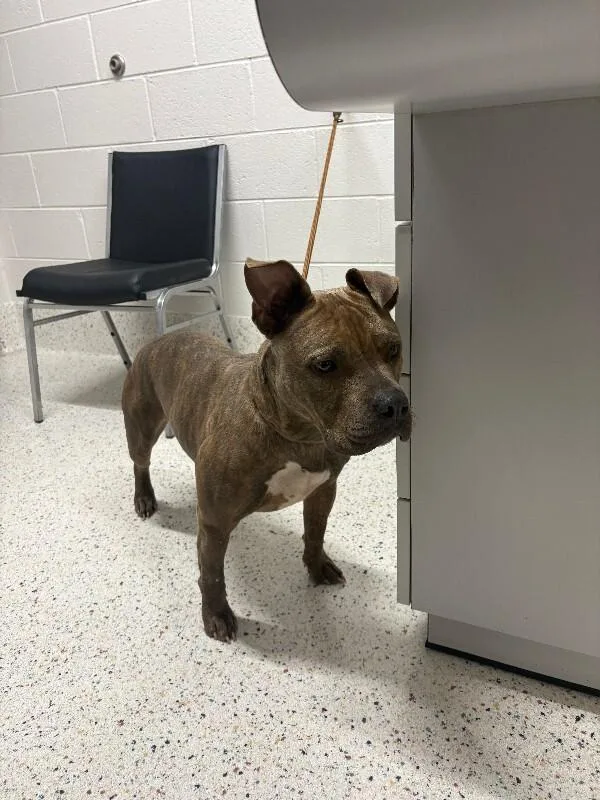 An adult medium-sized female Brindle Pit Bull Terrier dog named Louise for adoption in Providence Forge, VA