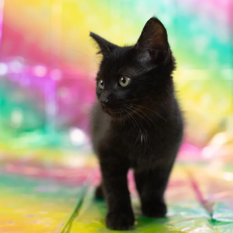 A baby small-sized male Black Domestic Short Hair cat named DutchC for adoption in East Saint Louis, IL
