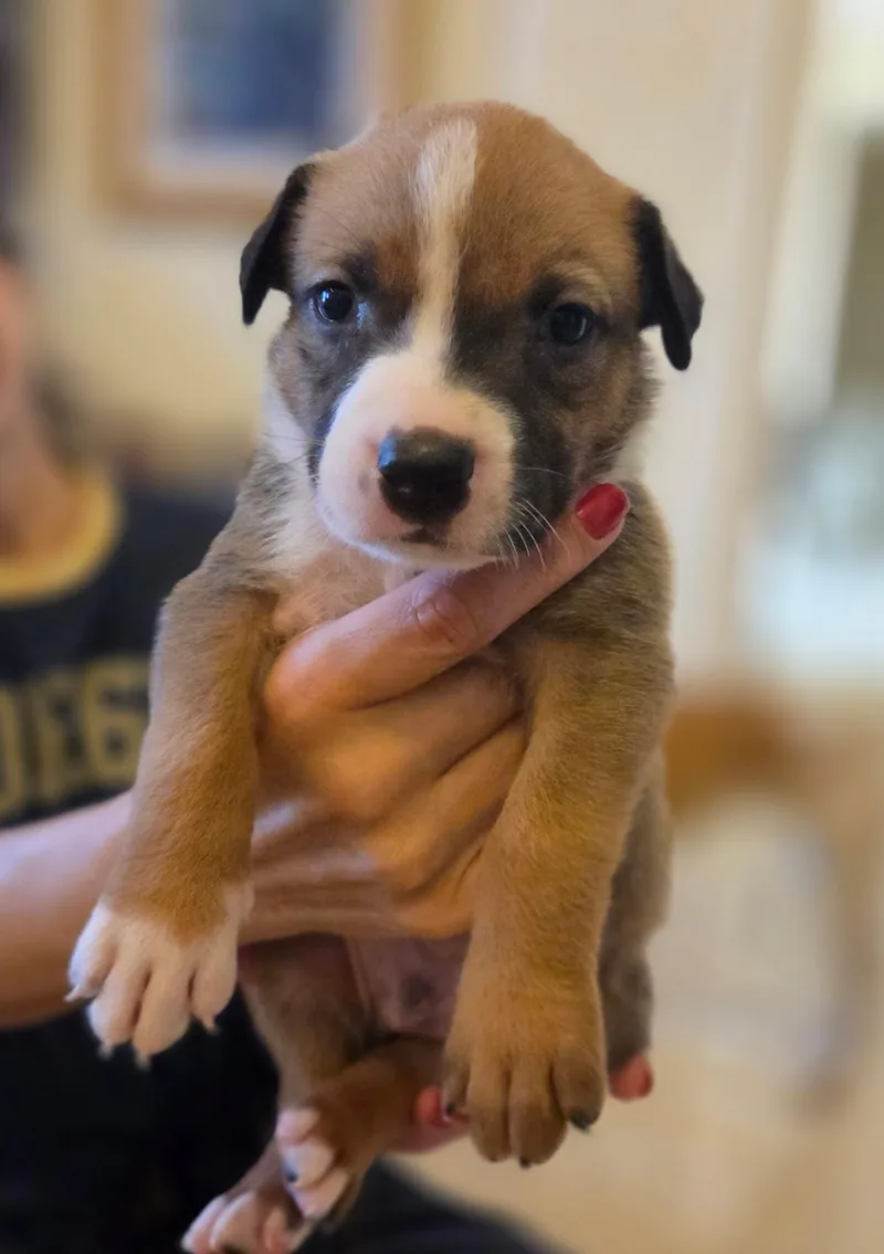 A baby medium-sized male Labrador Retriever dog named Connor for adoption in Miami, FL