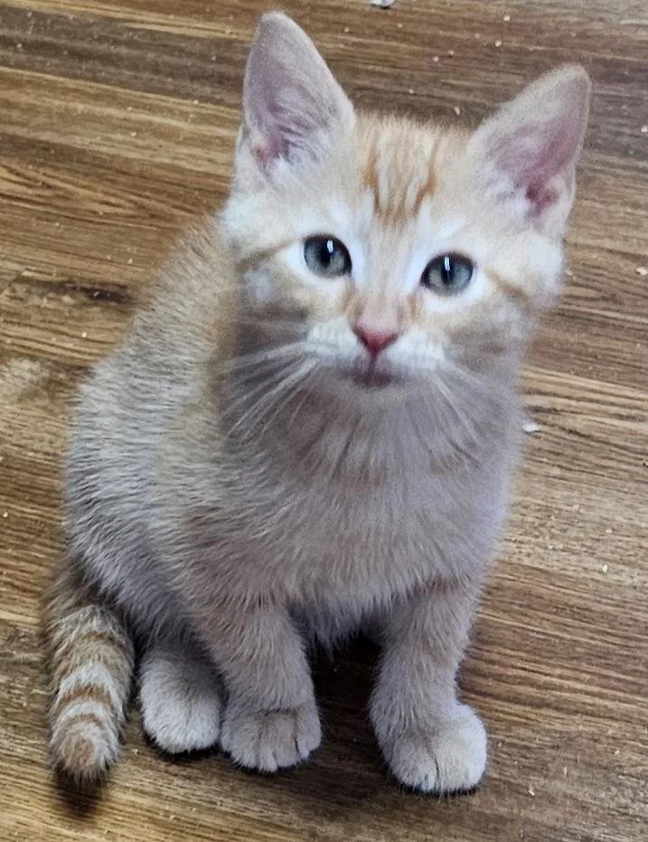 A baby medium-sized male Tabby (Orange / Red) Domestic Short Hair cat named Tahoe for adoption in Cincinnati, OH
