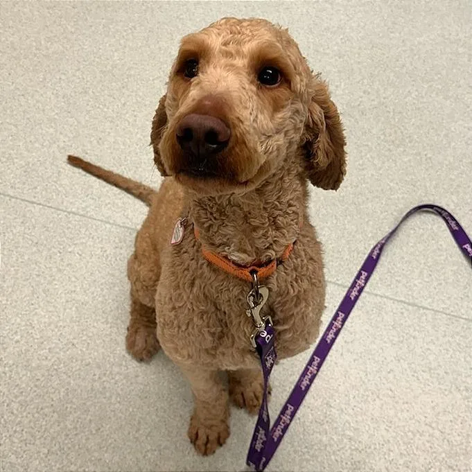 An adult medium-sized male Yellow / Tan / Blond / Fawn Golden Retriever dog named Lucky for adoption in Springfield, MA