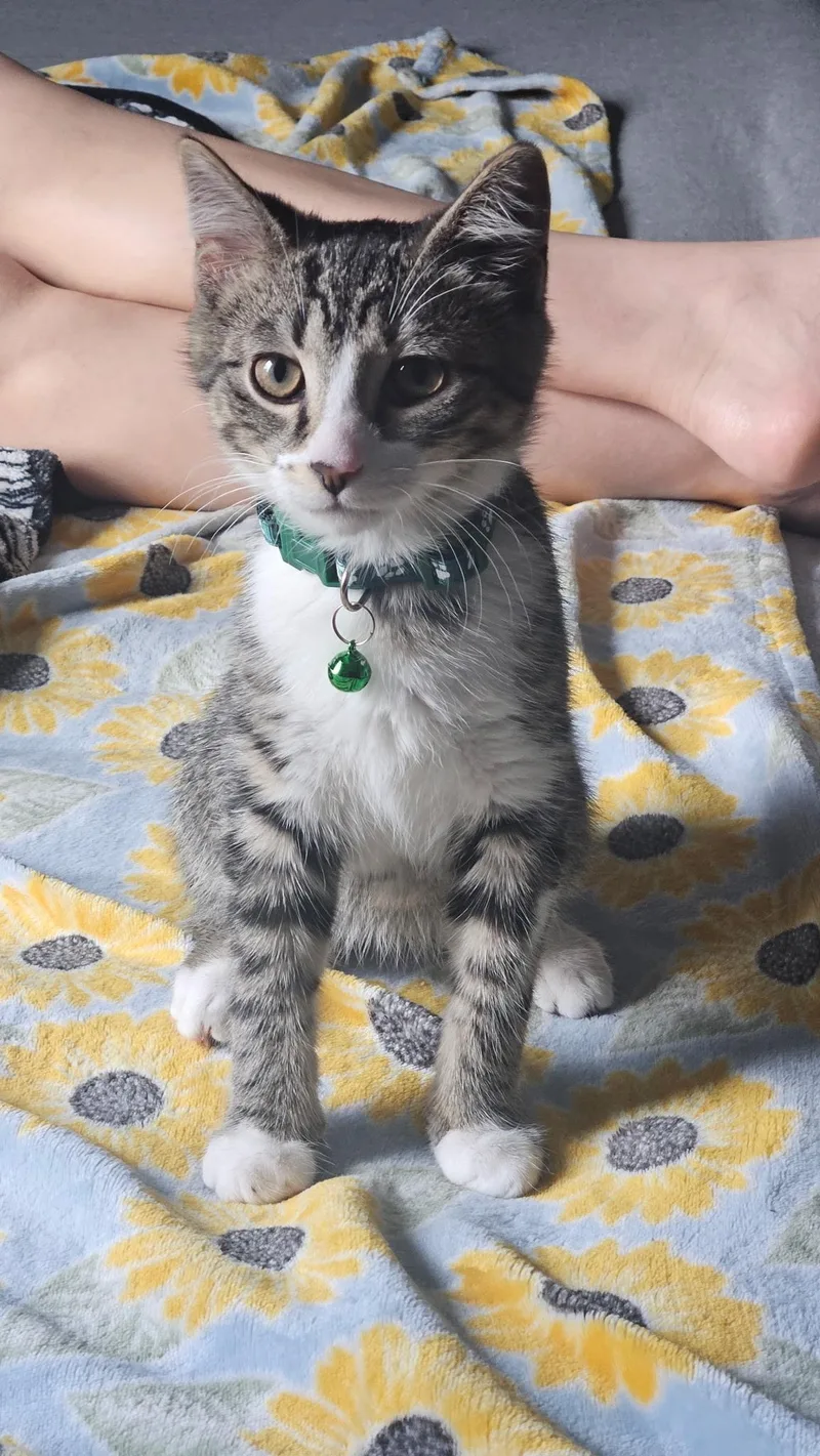 A baby medium-sized male Domestic Short Hair cat named Fern for adoption in Chicago, IL