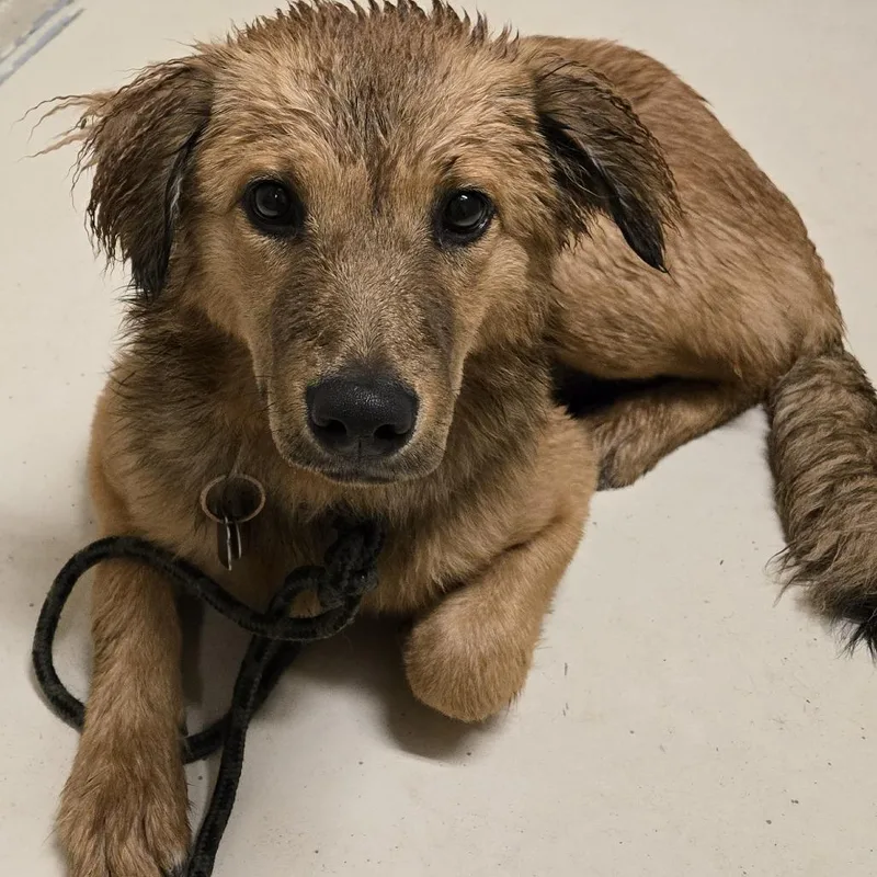 An adult medium-sized male Red / Chestnut / Orange Mixed Breed dog named Storm for adoption in Wickenburg, AZ