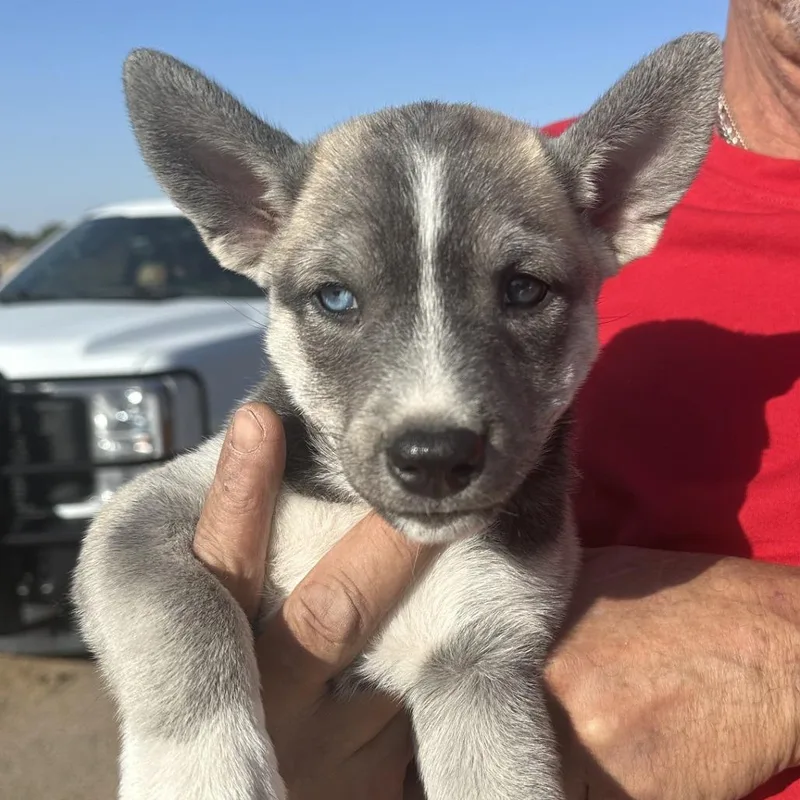 Darla