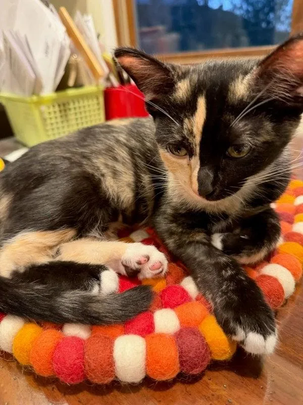 A baby small-sized female Domestic Short Hair cat named Pearl for adoption in Bonsall, CA