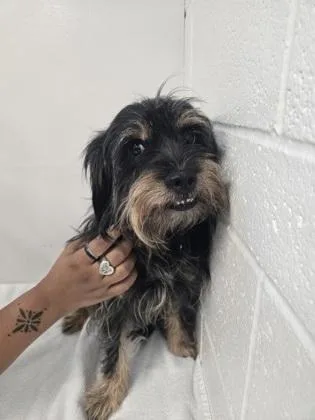 A young small-sized male Gray / Blue / Silver Standard Schnauzer dog named Clancy for adoption in Sacramento, CA