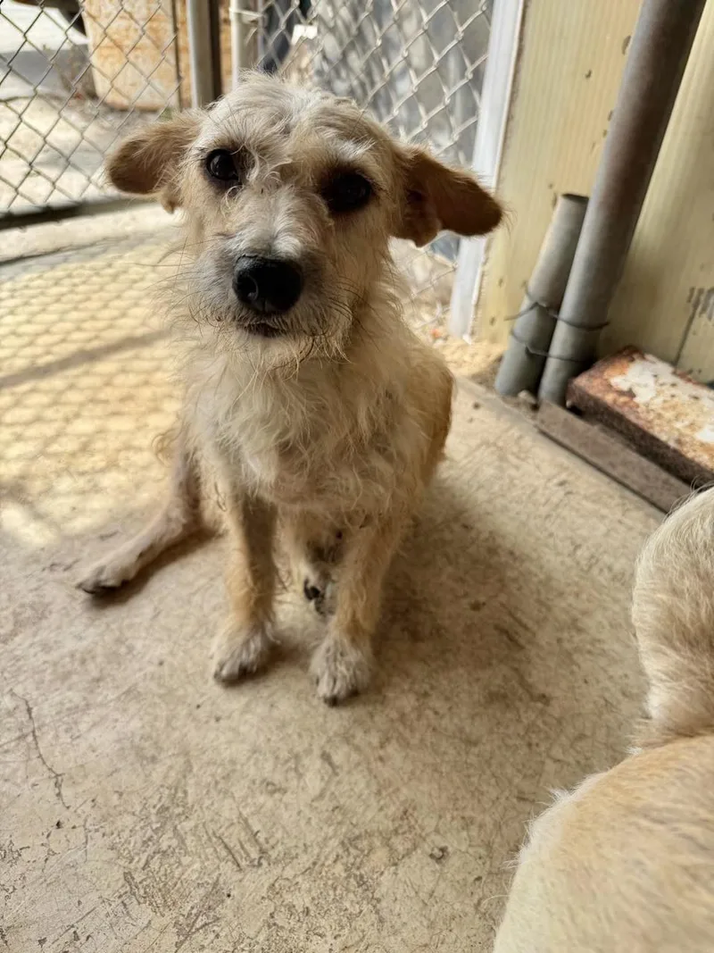 An adult small-sized female Border Terrier dog named Helen for adoption in San Diego, CA