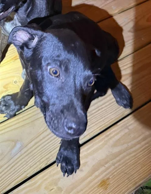 A baby small-sized male Labrador Retriever dog named Lamar for adoption in San Antonio, TX