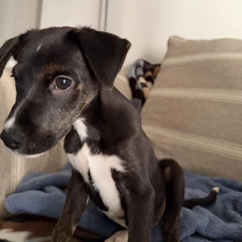 A baby small-sized male Black Mixed Breed dog named Moonshine Still for adoption in Fredericksburg, VA
