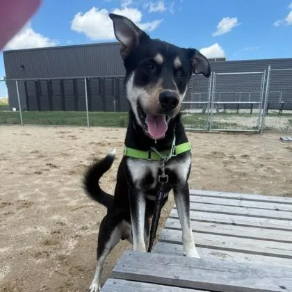 A young large-sized male Mixed Breed dog named Goofy for adoption in Janesville, WI