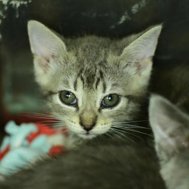 A baby small-sized male Gray / Blue / Silver Domestic Short Hair cat named Gelato for adoption in Idaho Falls, ID