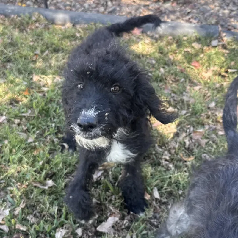 A baby small-sized male Poodle dog named Chester for adoption in Fulton, MO