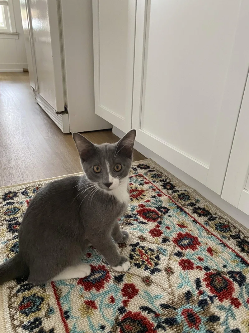 A young small-sized male Gray & White Domestic Short Hair cat named C Litter Vinny for adoption in Livonia, MI