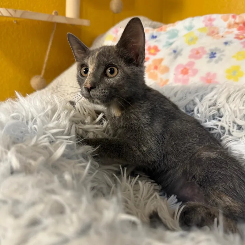 A baby small-sized female Tortoiseshell Domestic Short Hair cat named Ash for adoption in Flower Mound, TX