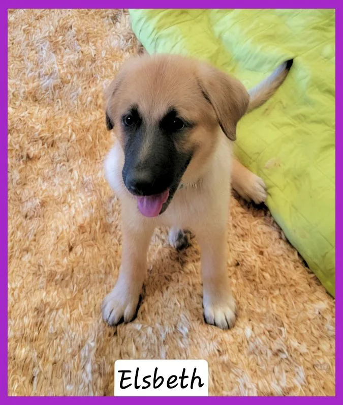 A young large-sized female Anatolian Shepherd dog named Elsbeth for adoption in Granbury, TX