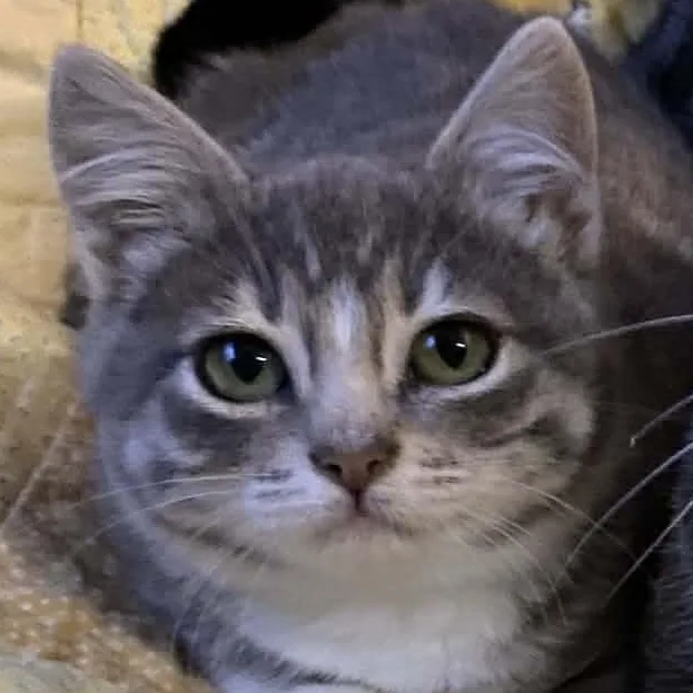 Ms. Peabody thumbnail 2