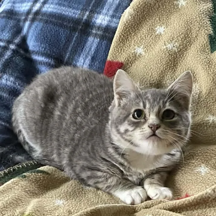 Ms. Peabody thumbnail 4