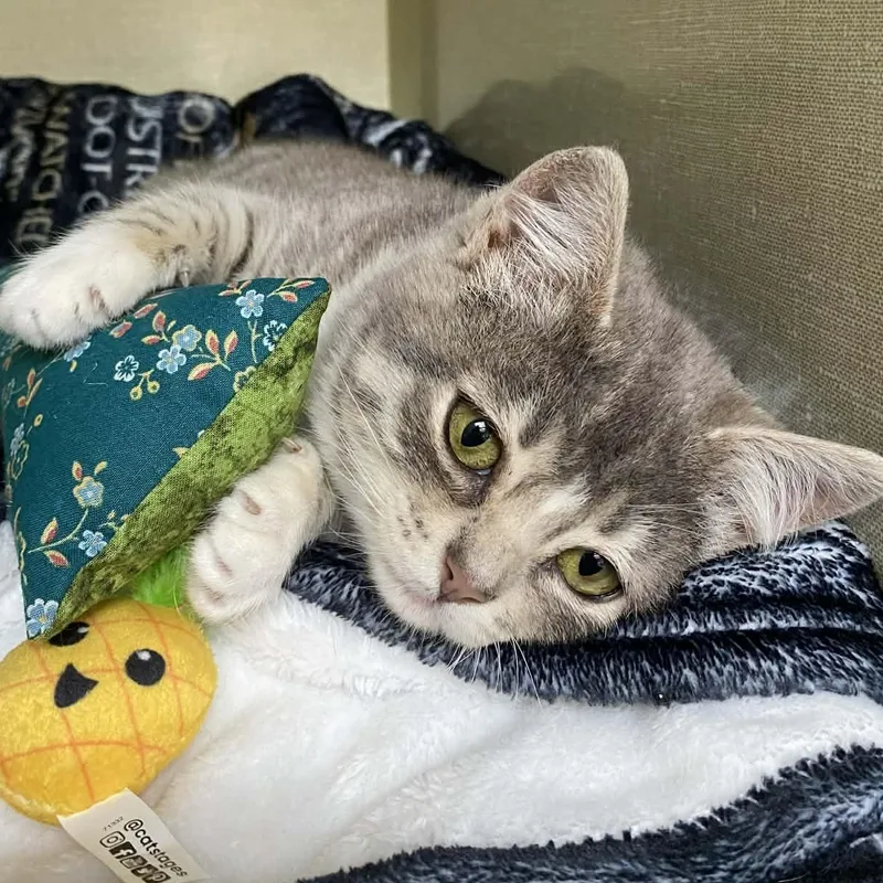 Ms. Peabody thumbnail 5