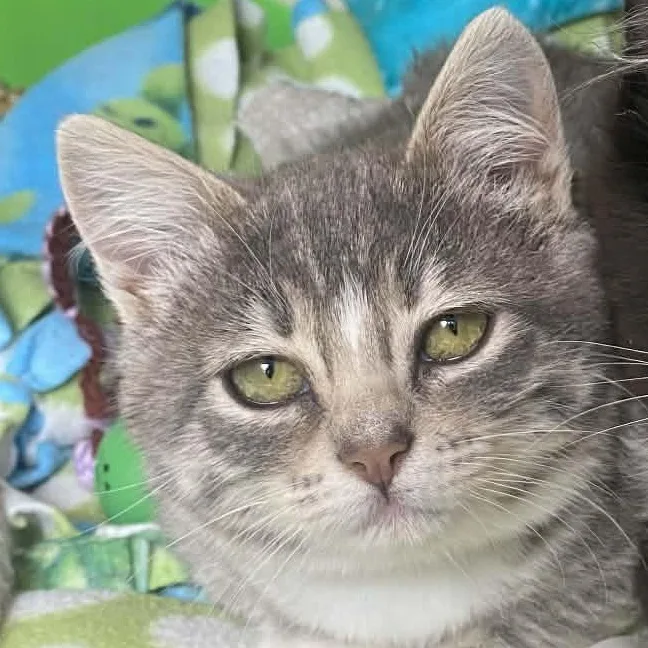 A baby medium-sized female Tabby (Gray / Blue / Silver) British Shorthair cat named Ms. Peabody for adoption in Mira Loma, CA