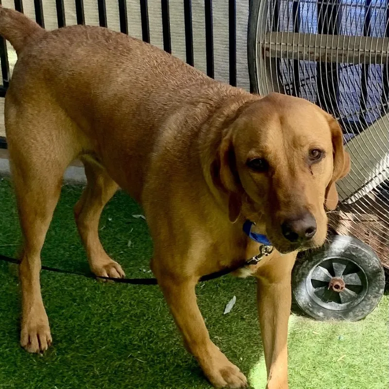 A young large-sized male Golden Labrador Retriever dog named Ivan for adoption in Grass Valley, CA