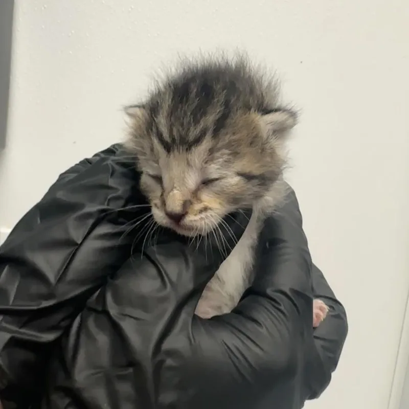 A baby small-sized female Brown / Chocolate Domestic Short Hair cat named Milwaukee for adoption in Abilene, TX