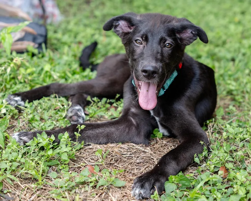 A baby medium-sized male Black German Shepherd Dog dog named Newton for adoption in Pflugerville, TX