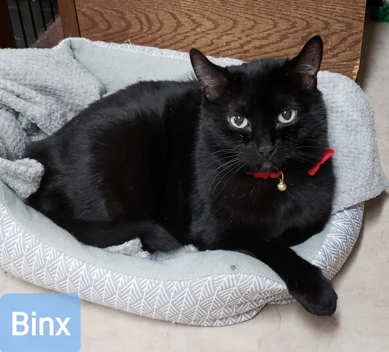 A senior medium-sized male Black Domestic Short Hair cat named Binx for adoption in Sherwood, OR