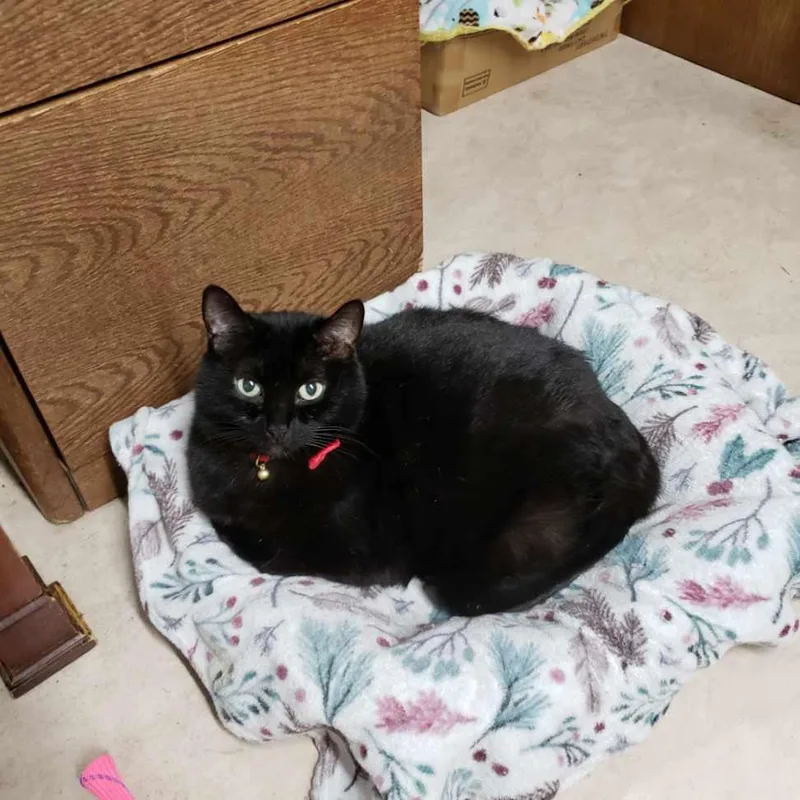 Binx thumbnail 2