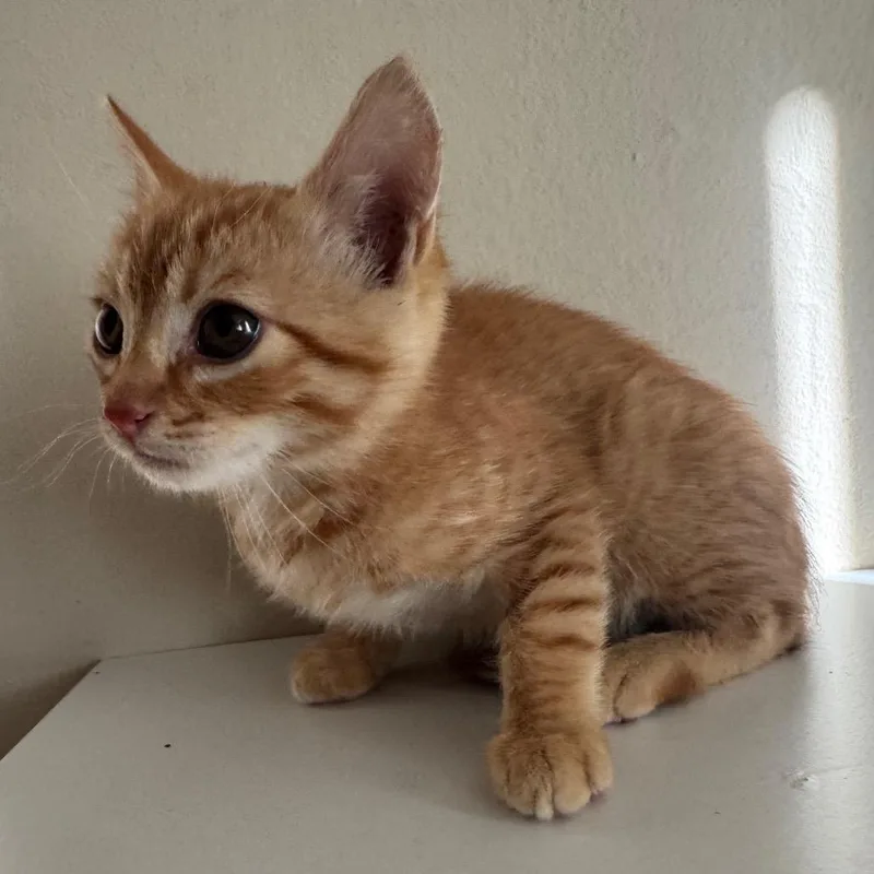A baby small-sized male Orange / Red Domestic Short Hair cat named Nick for adoption in Sunnyvale, CA