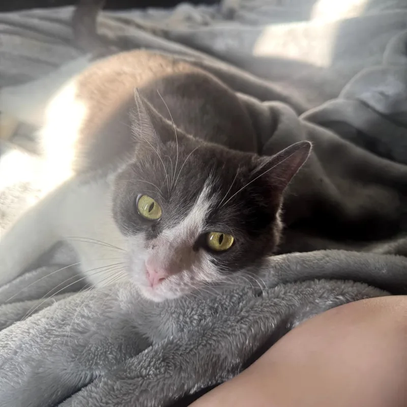 An adult medium-sized female Domestic Short Hair cat named Marie for adoption in Bedford, NH