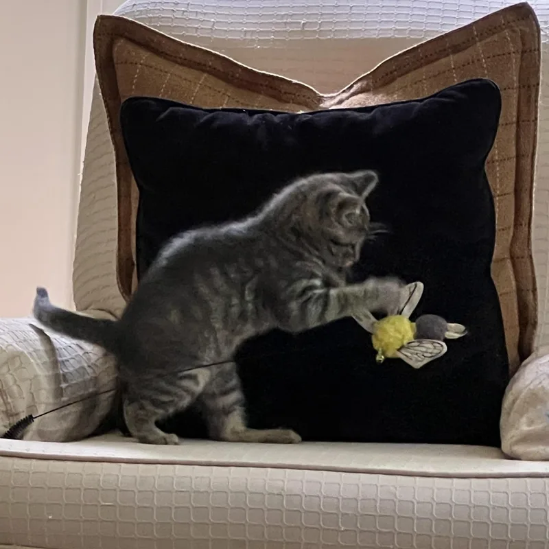 A baby small-sized female Tabby (Gray / Blue / Silver) Domestic Short Hair cat named Fuji for adoption in Brentwood, NH