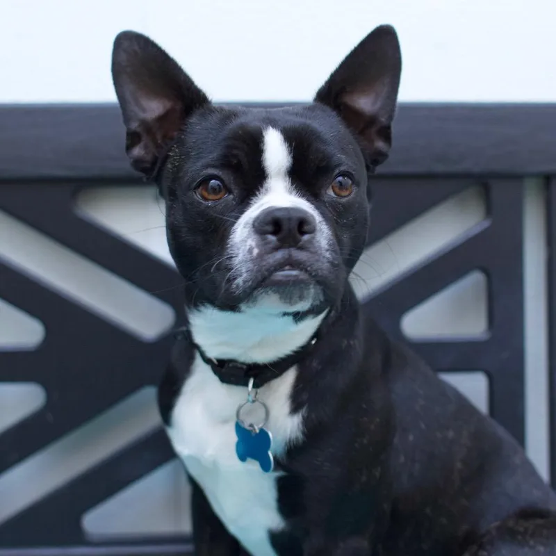 A baby small-sized male Boston Terrier dog named Mikey for adoption in Los Angeles, CA