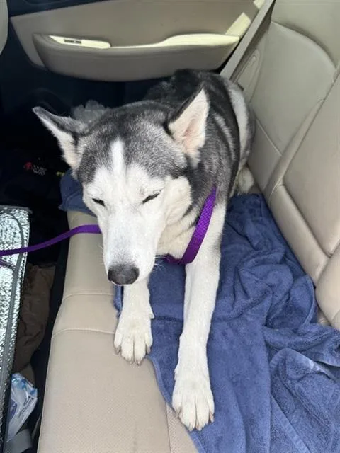 An adult medium-sized female Husky dog named Aria for adoption in San Antonio, TX