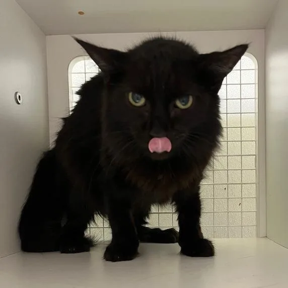 A senior medium-sized female Black Domestic Short Hair cat named Susie for adoption in San Antonio, TX