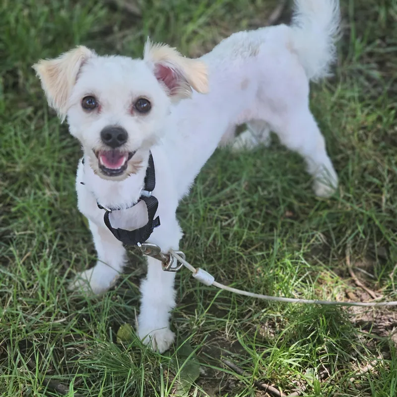 An adult small-sized male White / Cream Maltese dog named Wabash Springfield for adoption in O Fallon, IL