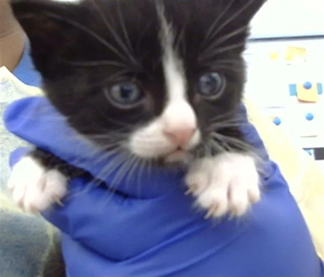 A baby medium-sized male Domestic Medium Hair cat named Franky for adoption in Dallas, TX