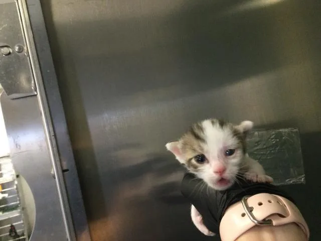 A baby small-sized male Domestic Short Hair cat named Frank for adoption in Thousand Palms, CA