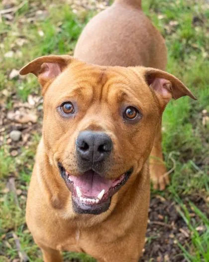 An adult large-sized male Mixed Breed dog named Truman for adoption in Chamblee, GA
