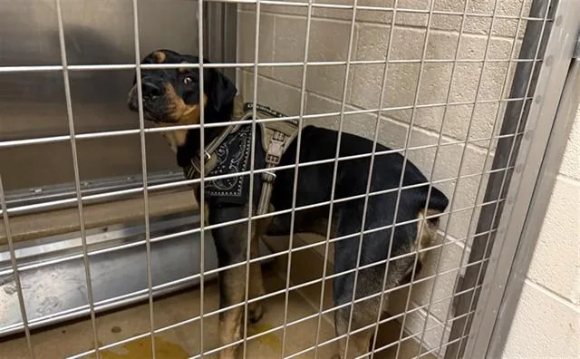 A young large-sized male Rottweiler dog named Spongebob for adoption in Martinez, CA
