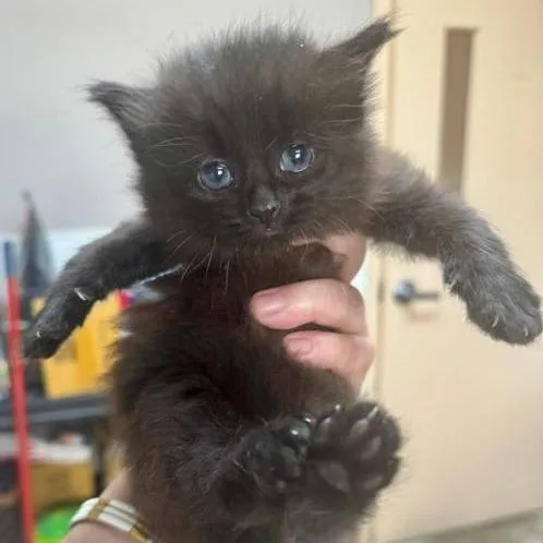 A baby small-sized male Black Domestic Long Hair cat named Hammy for adoption in Mooresville, NC