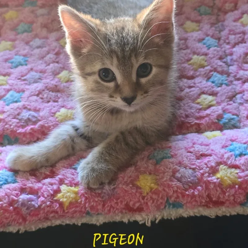 A baby small-sized female Brown / Chocolate Domestic Short Hair cat named Pigeon for adoption in Parkersburg, WV