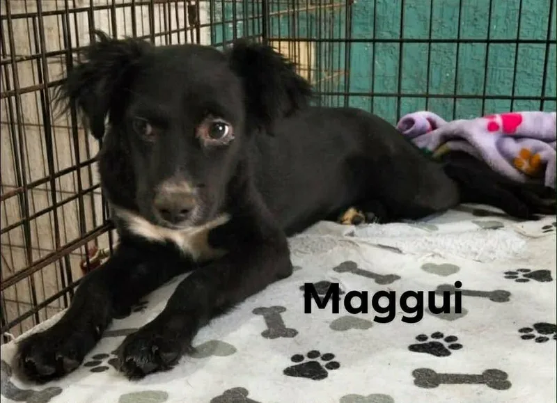 Maggui thumbnail 3