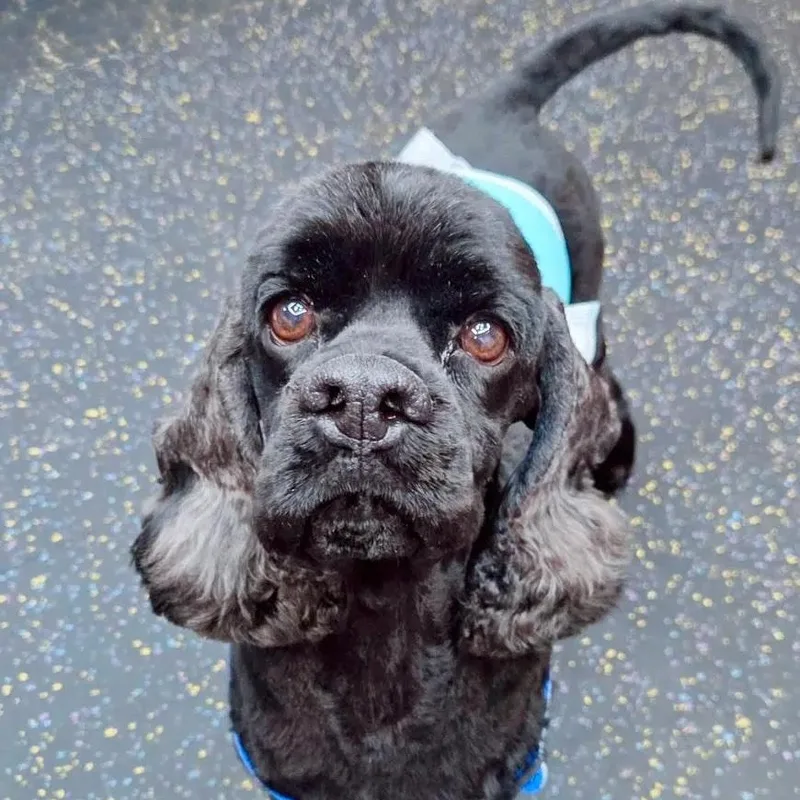 An adult small-sized male Cocker Spaniel dog named Loki for adoption in South San Francisco, CA