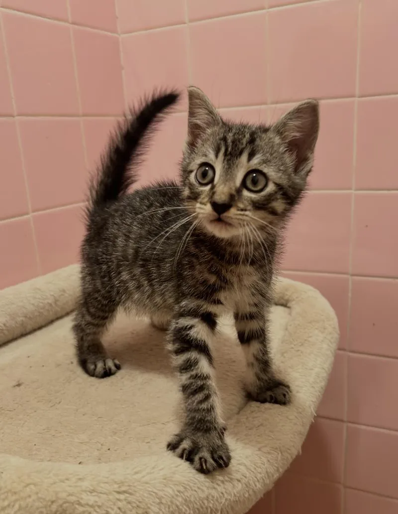A baby medium-sized male Brown / Chocolate Domestic Short Hair cat named RiffRaff for adoption in Brooklyn, NY