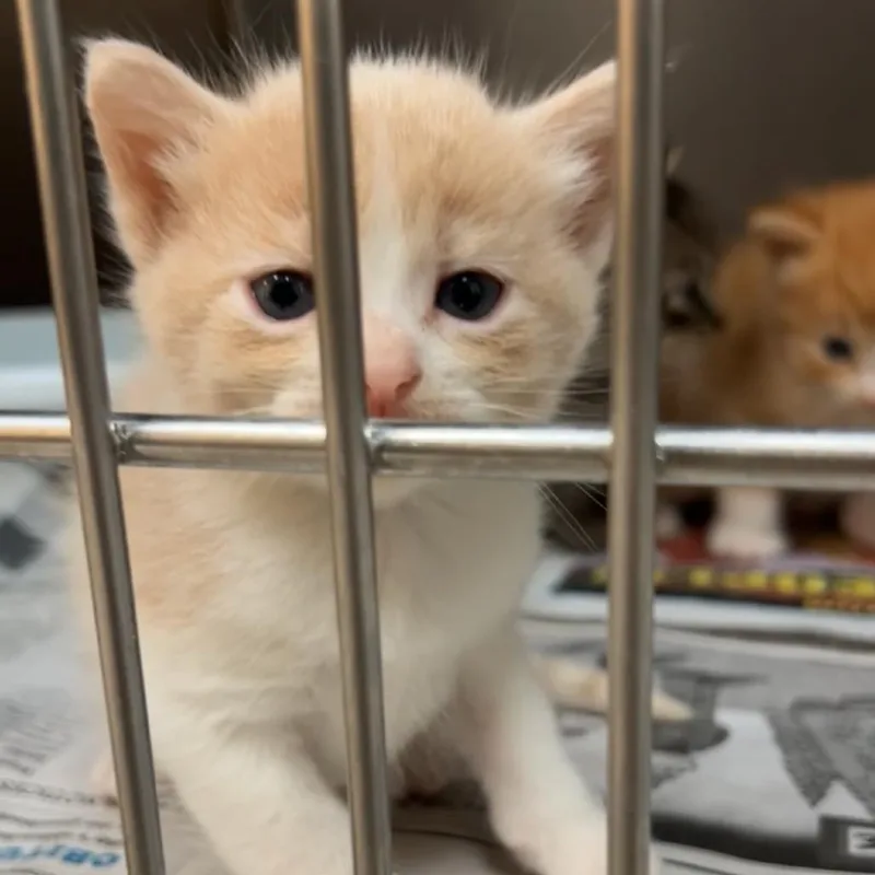 A baby small-sized female Cream / Ivory Domestic Short Hair cat named Camille for adoption in Leander, TX
