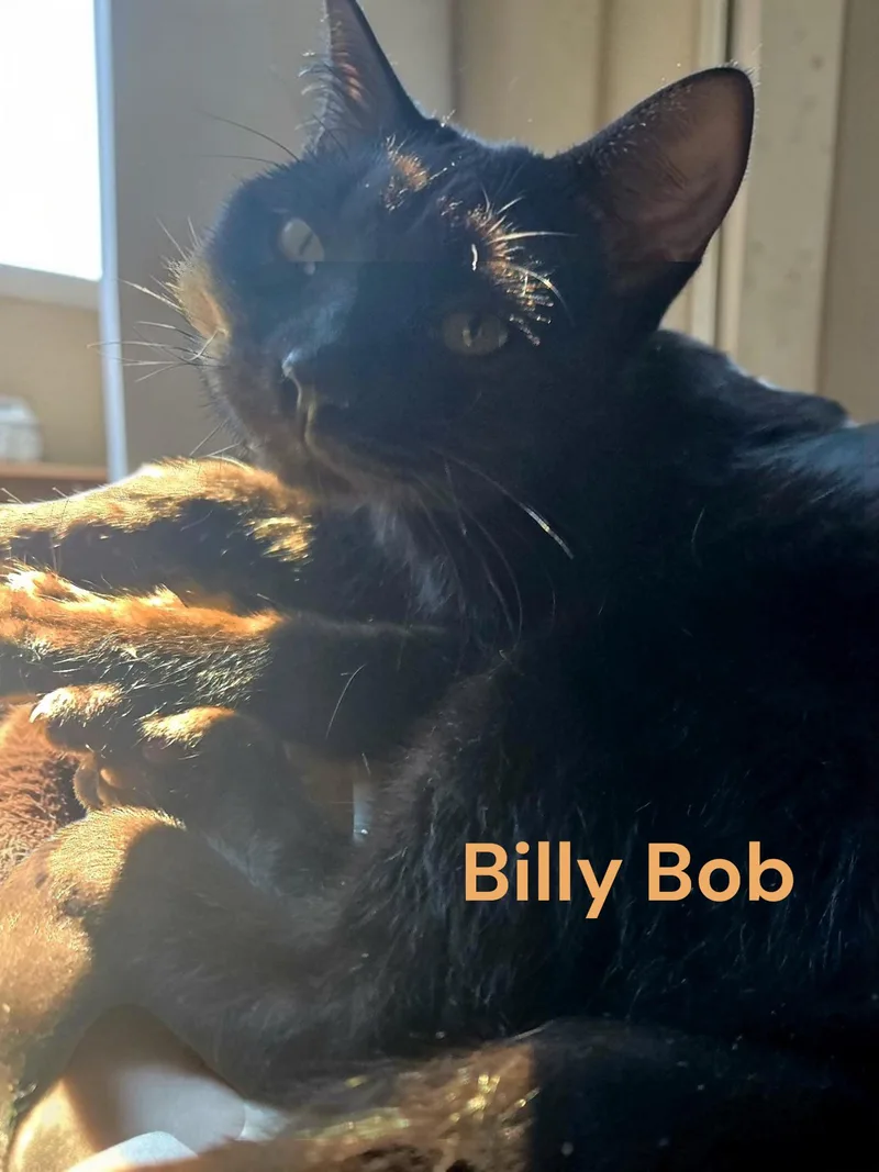 A baby medium-sized male Domestic Short Hair cat named Billy Bob for adoption in Weems, VA