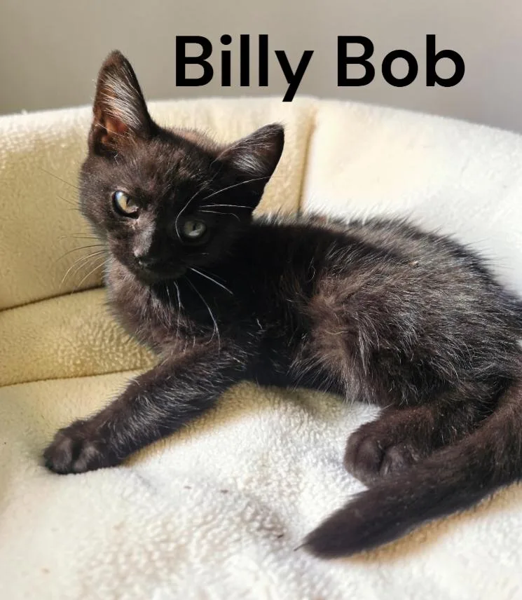 Billy Bob thumbnail 2