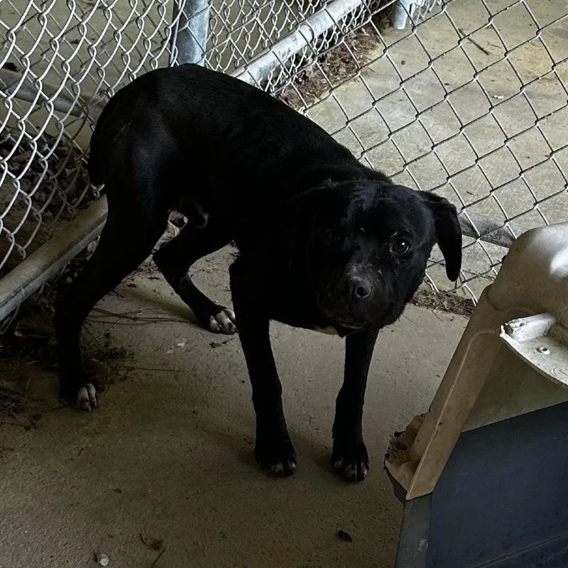 An adult medium-sized male Black Mixed Breed dog named Strudel for adoption in Gadsden, AL